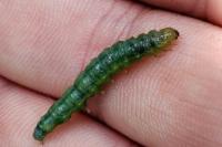 Patania ruralis