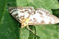 Anania hortulata