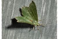 Hemithea aestivaria
