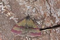 Phytometra viridaria