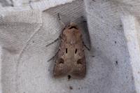 Agrotis exclamationis exclamationis