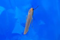 Eilema caniola