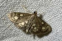 Anania stachydalis