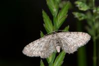 Eupithecia satyrata