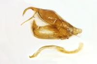 Crambus lathoniellus