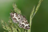 Epirrhoe tristata