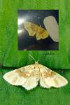 Hydrelia flammeolaria