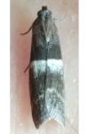 Elegia similella