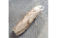 Aphomia sociella