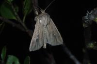 Mythimna congrua