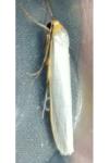 Eilema caniola