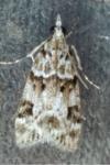 Eudonia delunella