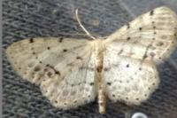 Idaea dimidiata