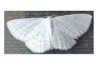 Scopula caricaria