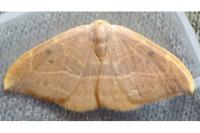 Watsonalla binaria