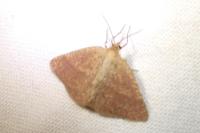 Aplasta ononaria