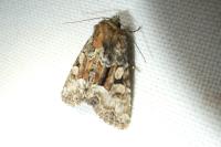 Oligia