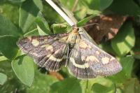Pyrausta purpuralis