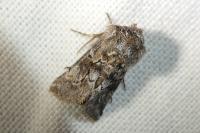 Cleonymia yvanii