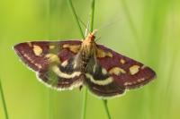 Pyrausta purpuralis