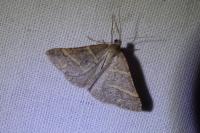 Perigune narbonea