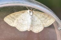 Idaea macilentaria