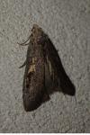 Aphomia gularis