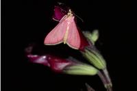 Pyrausta inornatalis