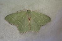 Hemithea aestivaria