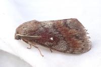 Dendrolimus pini pini