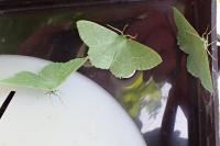 Geometra papilionaria