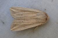 Mythimna riparia
