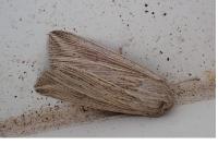 Mythimna riparia