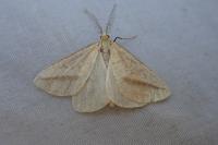 Aspitates gilvaria