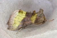 Diachrysia chrysitis