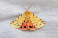 Diacrisia purpurata