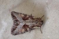 Lacanobia w-latinum