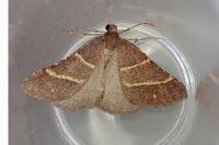 Perigune narbonea