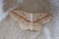 Scopula imitaria