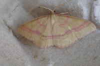 Rhodostrophia calabra