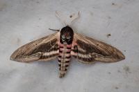Sphinx ligustri