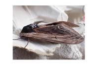 Sphinx ligustri