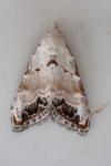 Nola infantula