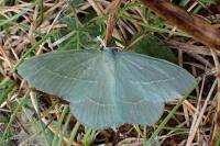 Hemistola chrysoprasaria