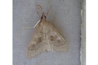 Mecyna asinalis