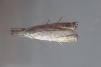 Platytes cerussella