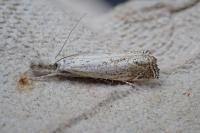Platytes cerussella
