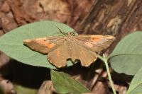 Angerona prunaria