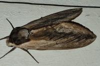 Sphinx ligustri