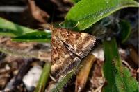 Pyrausta despicata